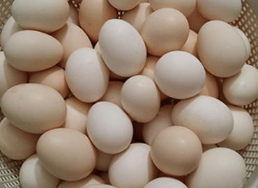 eggs image