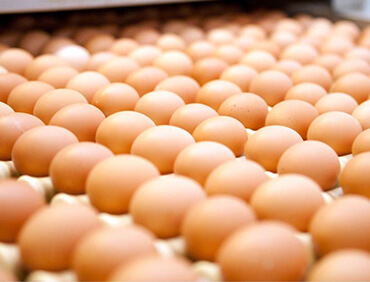 eggs image